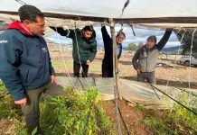 Emergencia Agrícola: INDAP refuerza trabajo en terreno para catastrar daños y acelerar apoyos tras sistema frontal Emergencia Agrícola: INDAP refuerza trabajo en terreno para catastrar daños y acelerar apoyos tras sistema frontal