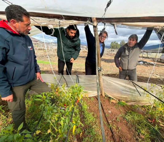 Emergencia Agrícola: INDAP refuerza trabajo en terreno para catastrar daños y acelerar apoyos tras sistema frontal Emergencia Agrícola: INDAP refuerza trabajo en terreno para catastrar daños y acelerar apoyos tras sistema frontal