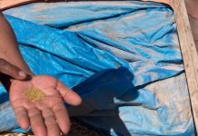 Impulsan producción y rescate de alfalfa Alta Sierra: una semilla ancestral que sustenta la ganadería del desierto de Chile Encuentro Empresarial Provincial de Itata acercó oportunidades de financiamiento a empresas y emprendimientos de la provincia (1)