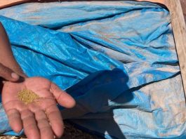 Impulsan producción y rescate de alfalfa Alta Sierra: una semilla ancestral que sustenta la ganadería del desierto de Chile Encuentro Empresarial Provincial de Itata acercó oportunidades de financiamiento a empresas y emprendimientos de la provincia (1)