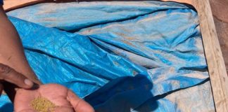 Impulsan producción y rescate de alfalfa Alta Sierra: una semilla ancestral que sustenta la ganadería del desierto de Chile Encuentro Empresarial Provincial de Itata acercó oportunidades de financiamiento a empresas y emprendimientos de la provincia (1)