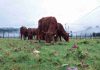 Ensayos en predios de productores entregan información para mejorar la recría bovina en la zona húmeda de Aysén Ensayos en predios de productores entregan información para mejorar la recría bovina en la zona húmeda de Aysén