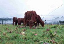 Ensayos en predios de productores entregan información para mejorar la recría bovina en la zona húmeda de Aysén Ensayos en predios de productores entregan información para mejorar la recría bovina en la zona húmeda de Aysén