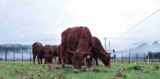 Ensayos en predios de productores entregan información para mejorar la recría bovina en la zona húmeda de Aysén Ensayos en predios de productores entregan información para mejorar la recría bovina en la zona húmeda de Aysén