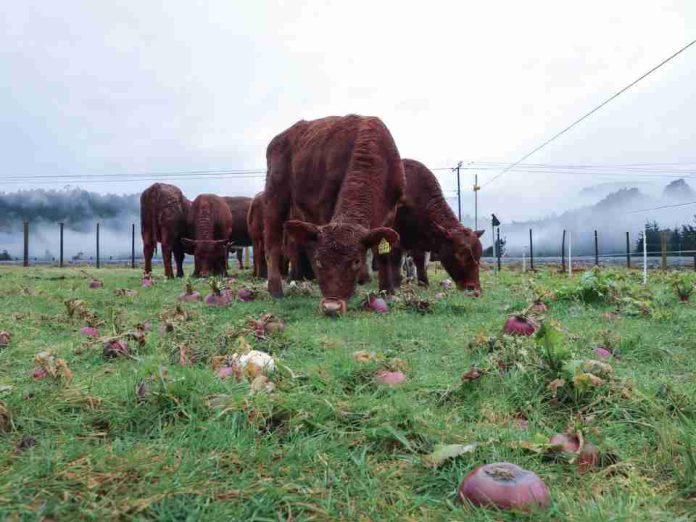 Ensayos en predios de productores entregan información para mejorar la recría bovina en la zona húmeda de Aysén Ensayos en predios de productores entregan información para mejorar la recría bovina en la zona húmeda de Aysén