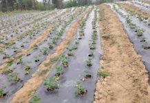 Esencia Rural: el emprendimiento de Santa Juana que cultiva innovación entre frutillas