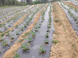 Esencia Rural: el emprendimiento de Santa Juana que cultiva innovación entre frutillas