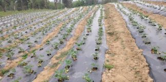 Esencia Rural: el emprendimiento de Santa Juana que cultiva innovación entre frutillas Esencia Rural: el emprendimiento de Santa Juana que cultiva innovación entre frutillas