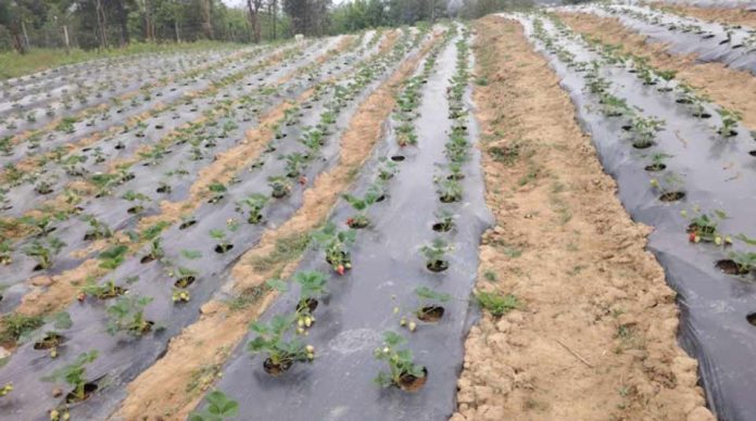 Esencia Rural: el emprendimiento de Santa Juana que cultiva innovación entre frutillas Esencia Rural: el emprendimiento de Santa Juana que cultiva innovación entre frutillas