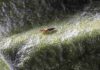 España, sin Plan Nacional de Sanidad Vegetal pese a la creciente presión de virus y plagas España, sin Plan Nacional de Sanidad Vegetal pese a la creciente presión de virus y plagas