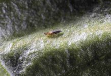 España, sin Plan Nacional de Sanidad Vegetal pese a la creciente presión de virus y plagas España, sin Plan Nacional de Sanidad Vegetal pese a la creciente presión de virus y plagas