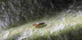 España, sin Plan Nacional de Sanidad Vegetal pese a la creciente presión de virus y plagas España, sin Plan Nacional de Sanidad Vegetal pese a la creciente presión de virus y plagas