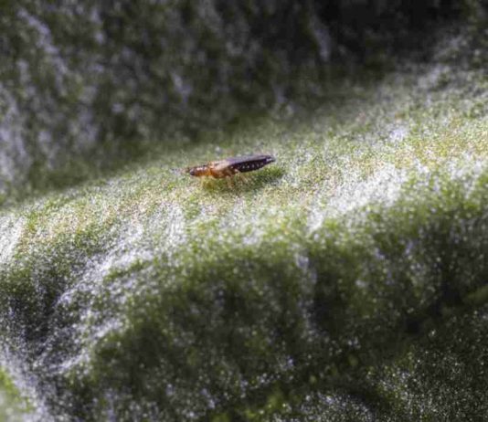 España, sin Plan Nacional de Sanidad Vegetal pese a la creciente presión de virus y plagas España, sin Plan Nacional de Sanidad Vegetal pese a la creciente presión de virus y plagas