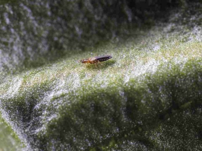 España, sin Plan Nacional de Sanidad Vegetal pese a la creciente presión de virus y plagas España, sin Plan Nacional de Sanidad Vegetal pese a la creciente presión de virus y plagas