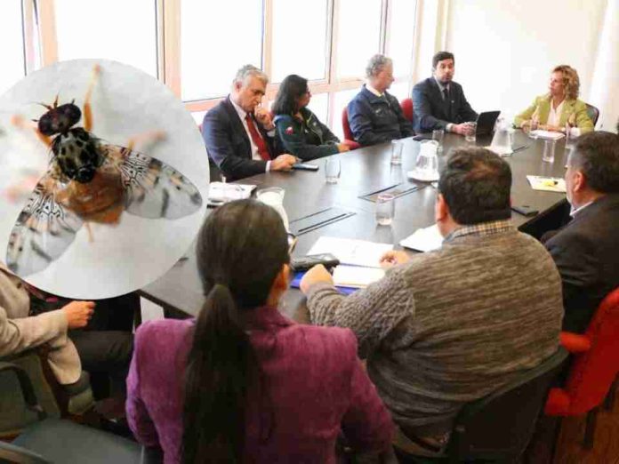 Fortalecen coordinación interinstitucional en Tarapacá para enfrentar la mosca de la fruta | SAG