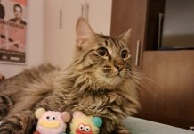 SAG exigirá identificación individual de perros y gatos para su ingreso a Chile SAG exigirá identificación individual de perros y gatos para su ingreso a Chile