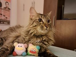 SAG exigirá identificación individual de perros y gatos para su ingreso a Chile SAG exigirá identificación individual de perros y gatos para su ingreso a Chile