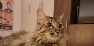 SAG exigirá identificación individual de perros y gatos para su ingreso a Chile SAG exigirá identificación individual de perros y gatos para su ingreso a Chile