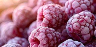 Frambuesas congeladas crecen 62% y lideran expansión de las exportaciones agroindustriales Frambuesas congeladas crecen 62% y lideran expansión de las exportaciones agroindustriales