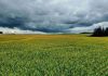 Frente climático entre Coquimbo y Biobío: Respaldo científico y claves técnicas para resguardar la fruticultura y horticultura Frente climático entre Coquimbo y Biobío: Respaldo científico y claves técnicas para resguardar la fruticultura y horticultura