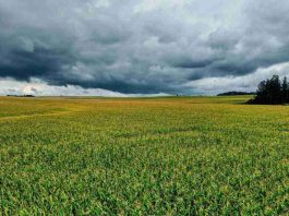 Frente climático entre Coquimbo y Biobío: Respaldo científico y claves técnicas para resguardar la fruticultura y horticultura Frente climático entre Coquimbo y Biobío: Respaldo científico y claves técnicas para resguardar la fruticultura y horticultura