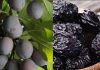 Fuerte alza exportadora de ciruelas secas en mayo y junio, con China como principal destino Fuerte alza exportadora de ciruelas secas en mayo y junio, con China como principal destino