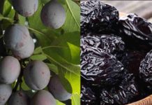 Fuerte alza exportadora de ciruelas secas en mayo y junio, con China como principal destino Fuerte alza exportadora de ciruelas secas en mayo y junio, con China como principal destino