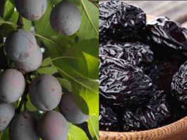 Fuerte alza exportadora de ciruelas secas en mayo y junio, con China como principal destino Fuerte alza exportadora de ciruelas secas en mayo y junio, con China como principal destino