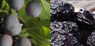 Fuerte alza exportadora de ciruelas secas en mayo y junio, con China como principal destino