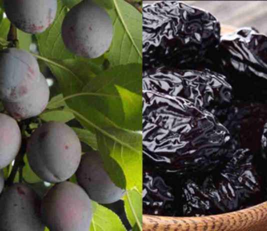 Fuerte alza exportadora de ciruelas secas en mayo y junio, con China como principal destino Fuerte alza exportadora de ciruelas secas en mayo y junio, con China como principal destino