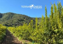 Reportaje | La fertilidad del suelo como una propiedad biológica emergente: fundamentos científicos del modelo Terragénesis La fertilidad del suelo como una propiedad biológica emergente: fundamentos científicos del modelo Terragénesis