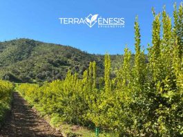 Reportaje | La fertilidad del suelo como una propiedad biológica emergente: fundamentos científicos del modelo Terragénesis La fertilidad del suelo como una propiedad biológica emergente: fundamentos científicos del modelo Terragénesis