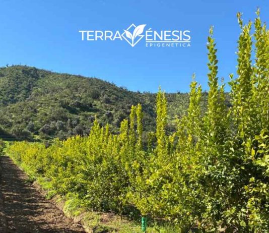 Reportaje | La fertilidad del suelo como una propiedad biológica emergente: fundamentos científicos del modelo Terragénesis La fertilidad del suelo como una propiedad biológica emergente: fundamentos científicos del modelo Terragénesis