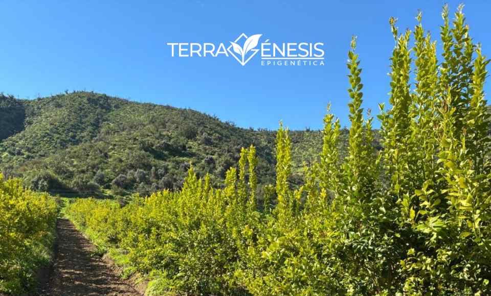 Reportaje | La fertilidad del suelo como una propiedad biológica emergente: fundamentos científicos del modelo Terragénesis La fertilidad del suelo como una propiedad biológica emergente: fundamentos científicos del modelo Terragénesis