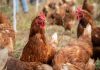 “Gallinas felices” y bienestar animal: el desafío de demostrar lo que promete una etiqueta