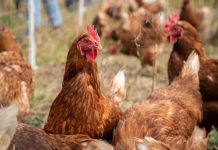 “Gallinas felices” y bienestar animal: el desafío de demostrar lo que promete una etiqueta