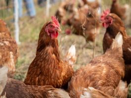 “Gallinas felices” y bienestar animal: el desafío de demostrar lo que promete una etiqueta “Gallinas felices” y bienestar animal: el desafío de demostrar lo que promete una etiqueta