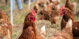 “Gallinas felices” y bienestar animal: el desafío de demostrar lo que promete una etiqueta “Gallinas felices” y bienestar animal: el desafío de demostrar lo que promete una etiqueta