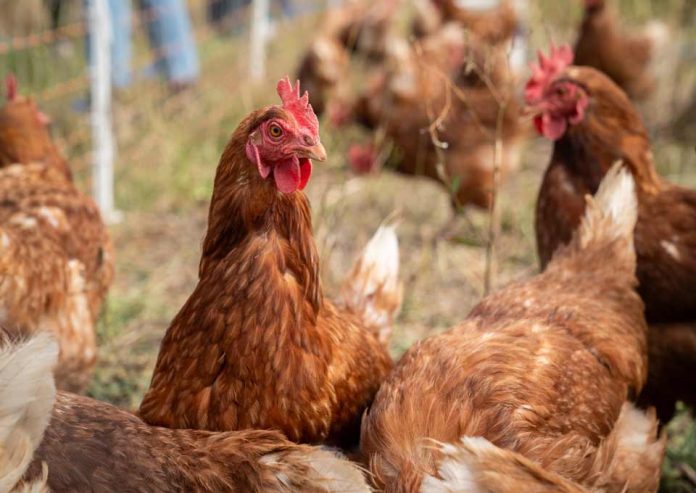 “Gallinas felices” y bienestar animal: el desafío de demostrar lo que promete una etiqueta “Gallinas felices” y bienestar animal: el desafío de demostrar lo que promete una etiqueta