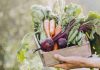 Gastronomía sostenible: ¿Por qué es tan relevante para el futuro?