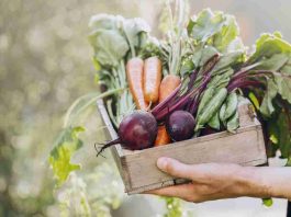 Gastronomía sostenible: ¿Por qué es tan relevante para el futuro?