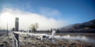 Heladas: INDAP recuerda a usuarios con seguro agropecuario cómo activar la cobertura ante eventuales daños Heladas: INDAP recuerda a usuarios con seguro agropecuario cómo activar la cobertura ante eventuales daños