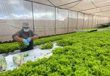 Hortalizas hidropónicas son el futuro agrícola del desierto de Antofagasta: ya proveen al Estado y venden $100 millones al año
