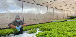 Hortalizas hidropónicas son el futuro agrícola del desierto de Antofagasta: ya proveen al Estado y venden $100 millones al año