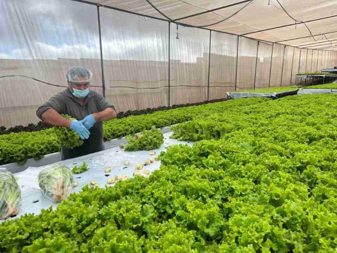Hortalizas hidropónicas son el futuro agrícola del desierto de Antofagasta: ya proveen al Estado y venden $100 millones al año
