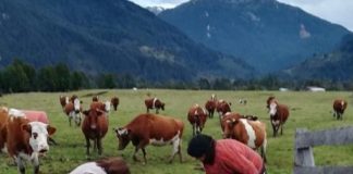 INDAP refuerza continuidad del apoyo a mujeres rurales y precisa término de convenio de ejecución con Fundación PRODEMU