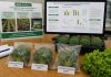 INIA Carillanca fortalece investigación en horticultura sostenible con tres estudios presentados en congreso internacional