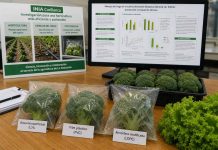 INIA Carillanca fortalece investigación en horticultura sostenible con tres estudios presentados en congreso internacional