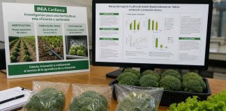 INIA Carillanca fortalece investigación en horticultura sostenible con tres estudios presentados en congreso internacional INIA Carillanca fortalece investigación en horticultura sostenible con tres estudios presentados en congreso internacional
