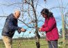 INIA Quilamapu capacitó a 150 agricultores de Ñuble en técnicas de poda e injertación de frutales INIA Quilamapu capacitó a 150 agricultores de Ñuble en técnicas de poda e injertación de frutales